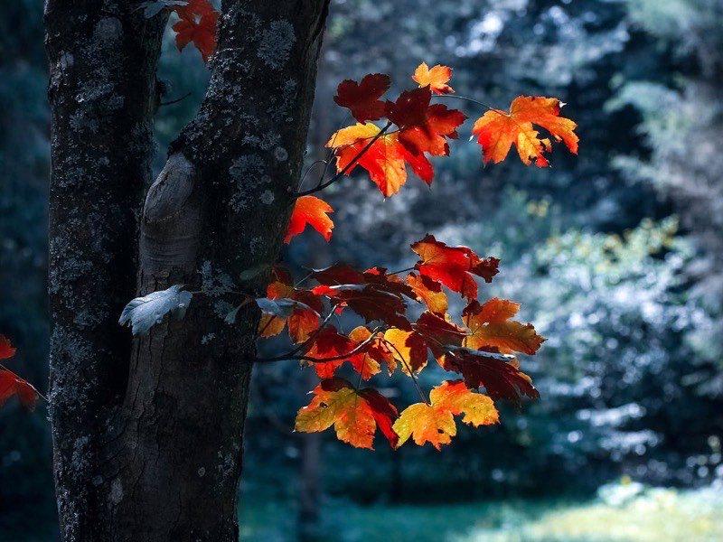 Autumn leaves on the ground near a house